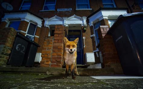 fox award winning wildlife photographer matthew maran