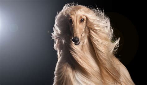 The Afghan Hound The Tall Pooch With Great Hair Dogs