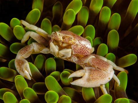 Anemone Porcelain Crabs Can Avoid Predators By Not Only Living In