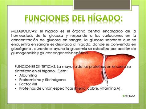 Fisiologia Jordy Ulrich Funciones Del Higado