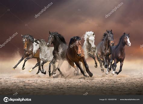 Herd Of Horses Run Forward On The Sand On Evening Sky Background Stock