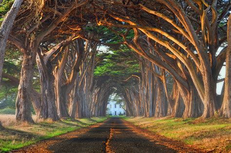 Worlds Most Beautiful Trees Photography One Big Photo