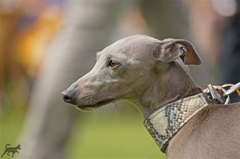Der kleine windhund (piccolo levriero italiano) gehört zu den ältesten windhundrassen, die schon in der bronzezeit existierten. Pin von Anastasia auf ANIMALS in 2020 | Italienisches ...