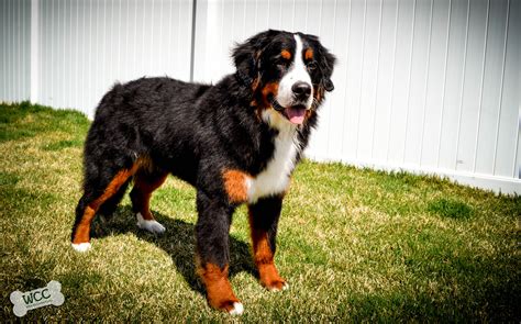 Bernese Mountain Dog In White Fence Wallpapers And Images