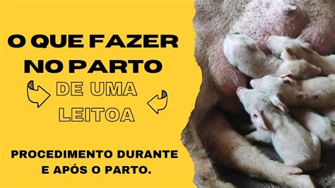 Problemas Pós-parto Em Porcas