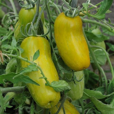 Green Sausage Tomato Seed Solanum Lycopersicum Buy Online