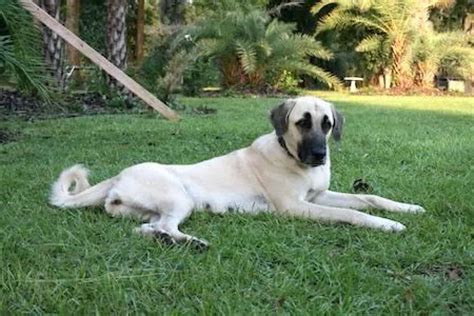 Kangal Shepherd Dog Ultimate Guide Health Personality And More