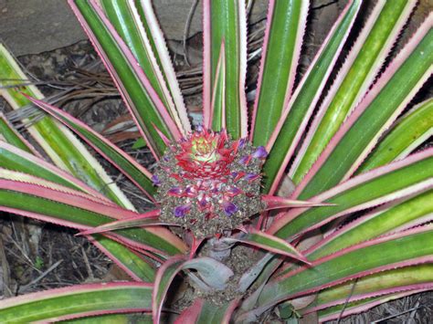 Master Gardener Plant A Pineapple — Or Another Spectacular Bromeliad