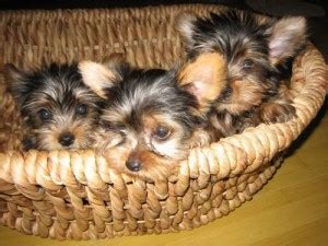 Read our faq before posting! CKC Yorkie Teacup - North Myrtle Beach, SC | ASNClassifieds