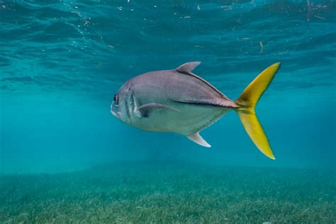 16 Types Of Jack Fish Every Angler Should Know