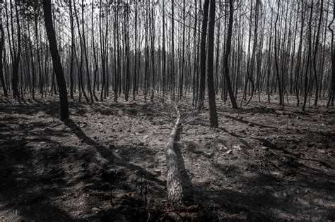 Portugal Forest Fires Worsen Fed By Poor Choices And Inaction The