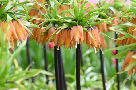 Orange Crown Imperial Lily Latin Name Frittilaria Imperialis Stock