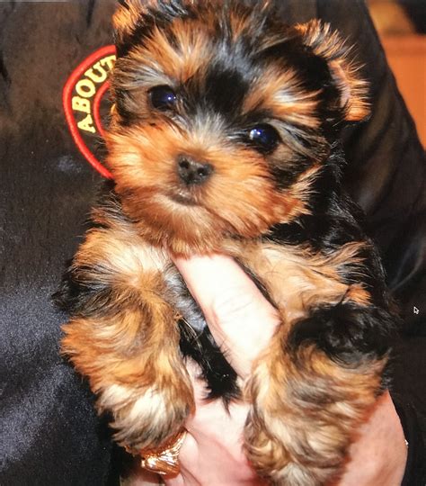 so cute yorkie love chiot chien chaton