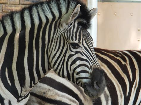 Free Images Nature Wildlife Zoo Fauna Zebra Animals Vertebrate