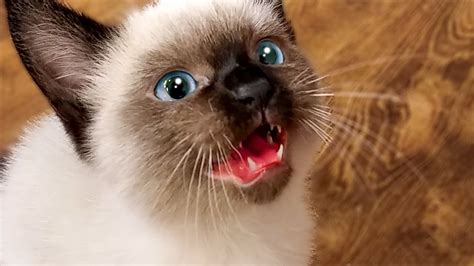 Funny Cat Meow Cute Kitten Meowing Youtube