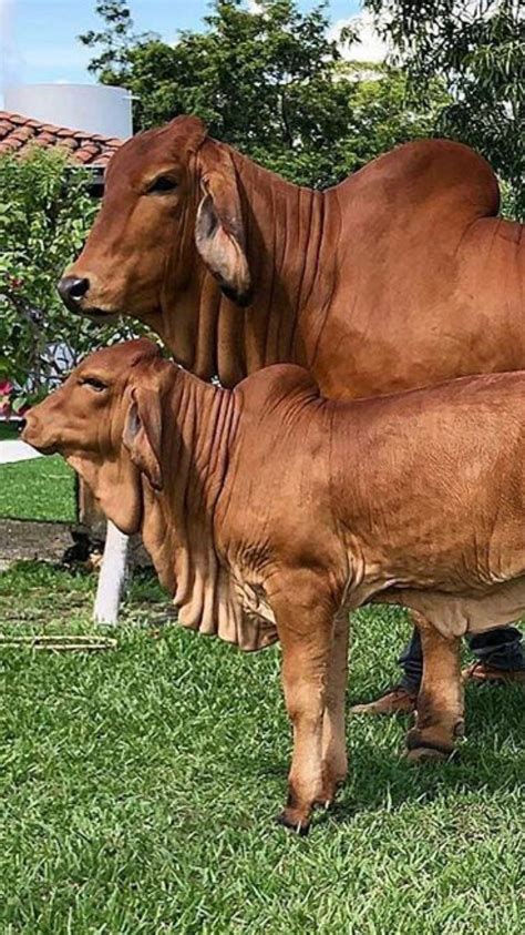 Red Brahman Breeds Of Cows Blue Heeler Dogs Animals Beautiful