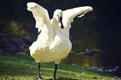 Swan With Wings Spread Stock Image Image Of Flying Fowl 66975231