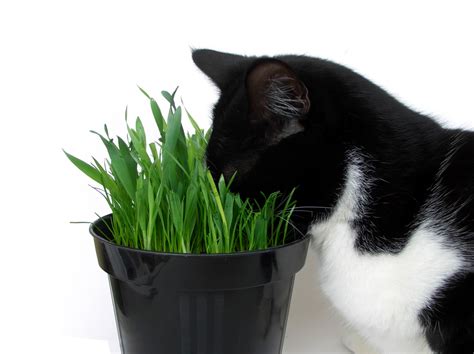 Will planting peppermint, lavender or lemongrass keep cats away from a greenhouse? Why Do Cats Love Catnip? | Wonderopolis