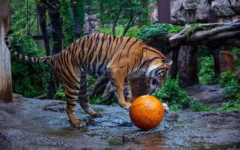 Tiger Playing With A Ball Wallpaper Animal Wallpapers 34884