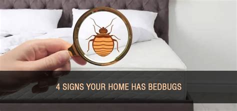 Signs Of Bedbugs Signs Your Home Has Bed Bugs