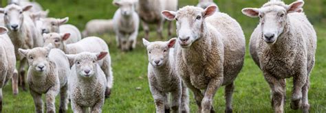 Sheep Genetic Evaluation Agsights