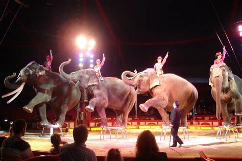 That Time I Joined The Circus By Jj Howard Review Book Adoration