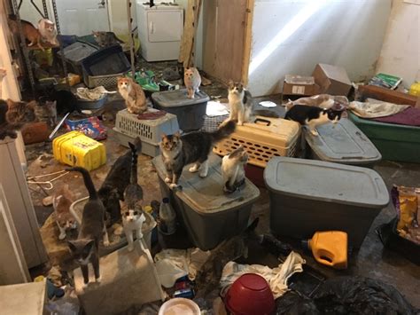 Officials Remove 70 Cats From Indiana Home In ‘worst Case Of Animal
