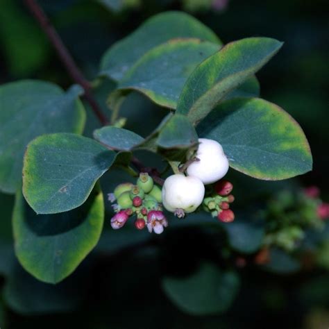 Symphoricarpos Alba Var Laevigatus Snowberry I Love Thi Flickr