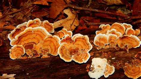 turkey tail mushroom benefits uses side effects and more brain brands