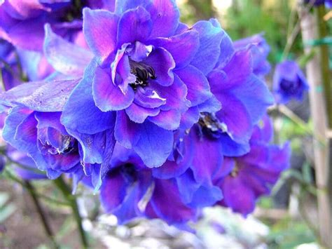 Blue And Purple Flowers All Things Purple Beautiful Flowers Larkspur