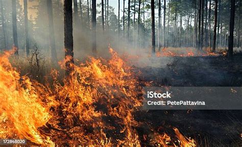 Tengah Kebakaran Hutan Foto Stok Unduh Gambar Sekarang Kebakaran