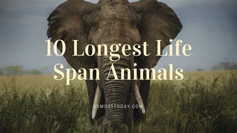 10 Longest Life Span Animals Youtube