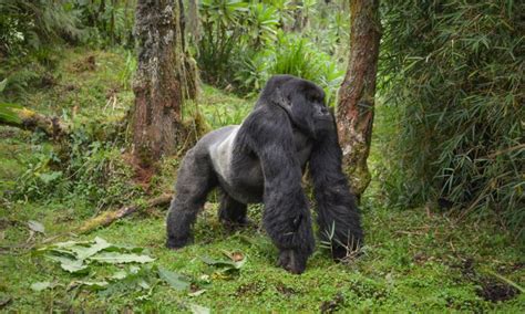 5 Silverback Gorillas Facts Like Strength Weight Habitat
