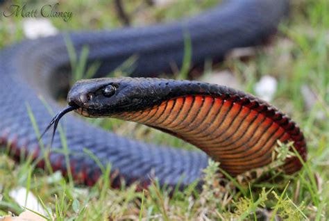 Pseudechis Porphyriacus Répteis E Anfíbios Serpente Cobras