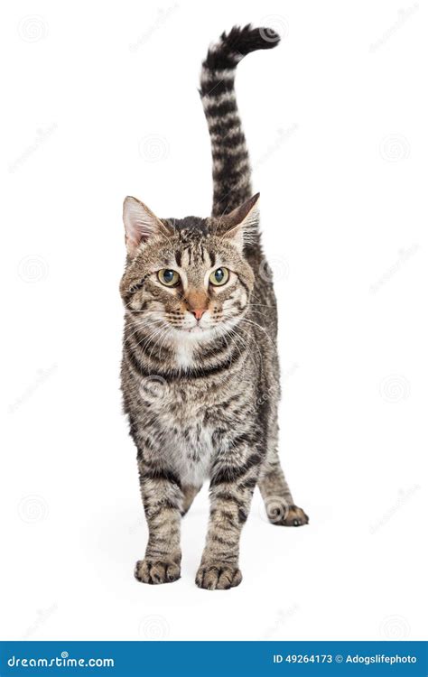 Shorthair Domestico Tabby Cat Standing Immagine Stock Immagine Di