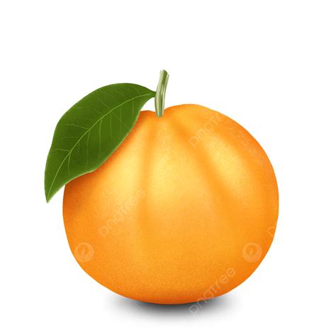 Dibujo A Mano Naranja Fruta Realista Diseño Desain Buah Jeruk PNG Naranja Jeruk La Fruta