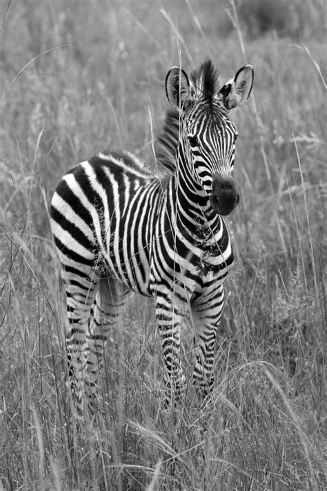 Little Zebra By Heatherae On Deviantart