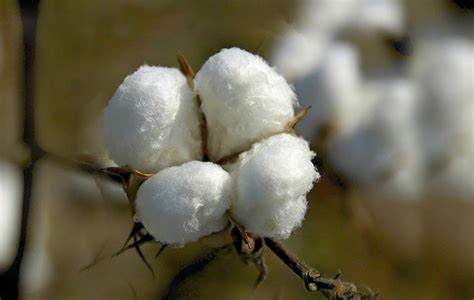 India : Govt notifies maximum sale price of Bt cotton seed - Textile 