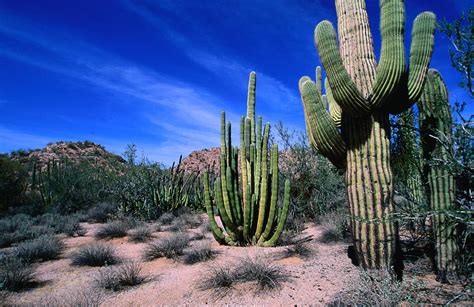 Saguaro Forest Organ Pipe Cactus Photograph By Lonely Planet Fine