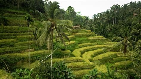 The Beautifully Green Tegalalang Rice Fields Are A Must See In Bali