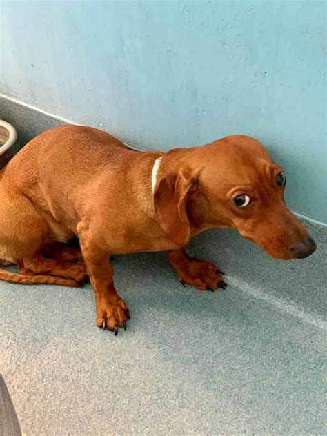 Often the dogs they have are over the age of 2. Dumped dachshund puppy terrified at high kill shelter ...