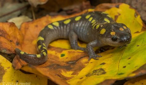 Spotted Salamander Emuseum Of Natural History