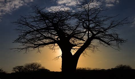 A La Sombra Del Baobab Un Buen Comienzo