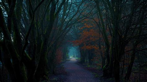 Dark Autumn Forest Path Hd Wallpaper Background Image