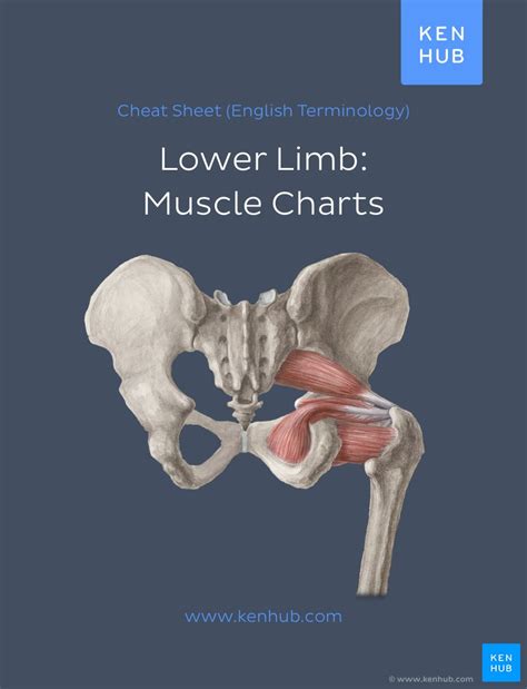 Muscle Anatomy Reference Charts Free Pdf Download Kenhub SexiezPicz Web Porn