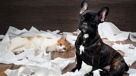 9 Insanely Hilarious Ways Pets Can Damage a Home