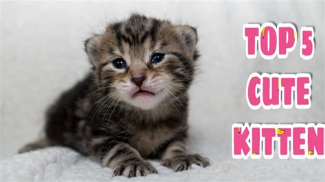Cute Kitten Compilation 2020 Cute Cats Kittens 13 Youtube