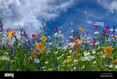 Flower Meadow Flowers Summers Alpine Flowers Meadow Flowers