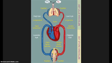 Det oksygenriket blodet går fra hjertets venstre side, ut til de forskjellige delene av kroppen som trenger oksygen. Kredsløbet - YouTube
