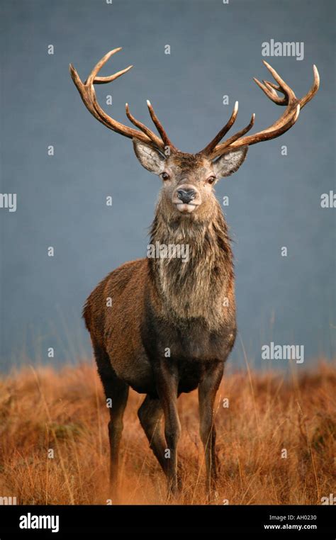 Wild Red Deer Stag Cervus Elaphus With Mountain Background Scottish